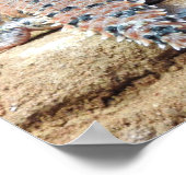 Eastern Pilbara Spiny-tail Skink Poster (Hoek)