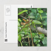 Eastern Pondhawk Dragonfly gecoördineerde items Briefkaart (Voorkant / Achterkant)