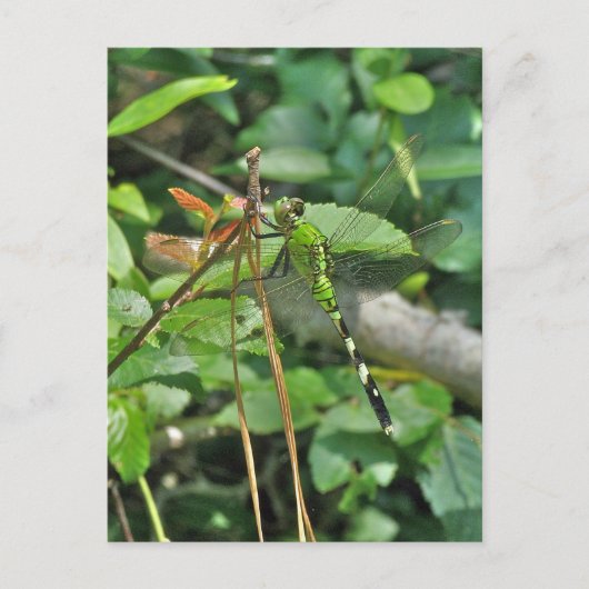 Eastern Pondhawk Dragonfly gecoördineerde items Briefkaart (Voorkant)