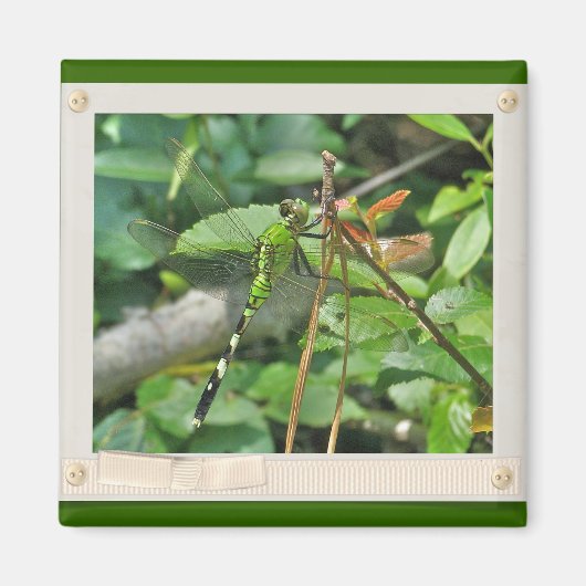 Eastern Pondhawk Dragonfly gecoördineerde items Magneet (Voorkant)