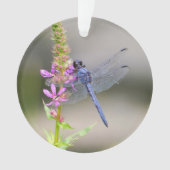 Eastern Pondhawk Ornament (voorkant)
