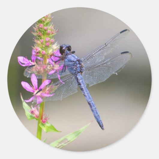 Eastern Pondhawk Ronde Sticker (Voorkant)