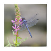 Eastern Pondhawk Tegeltje (Voorkant)