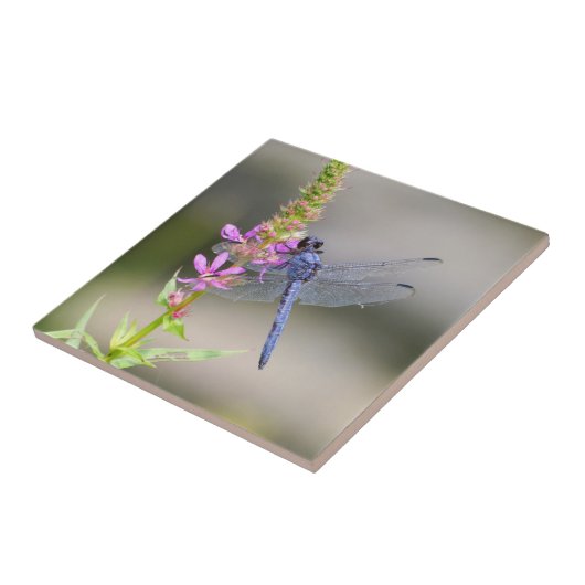 Eastern Pondhawk Tegeltje (Zijkant)