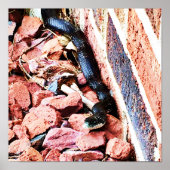 Eastern Rat Snake Poster (Voorkant)