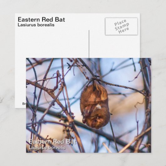 Eastern Red Bat Briefkaart (Voorkant / Achterkant)