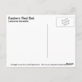 Eastern Red Bat Briefkaart (Achterkant)