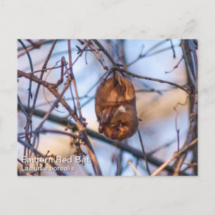 Eastern Red Bat Briefkaart