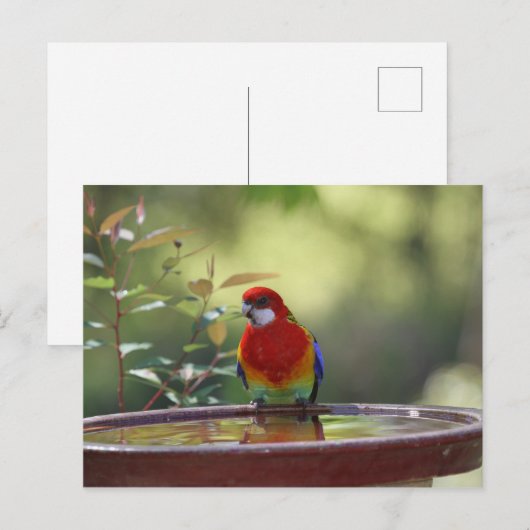 Eastern Rosella Australian Briefkaart (Voorkant / Achterkant)