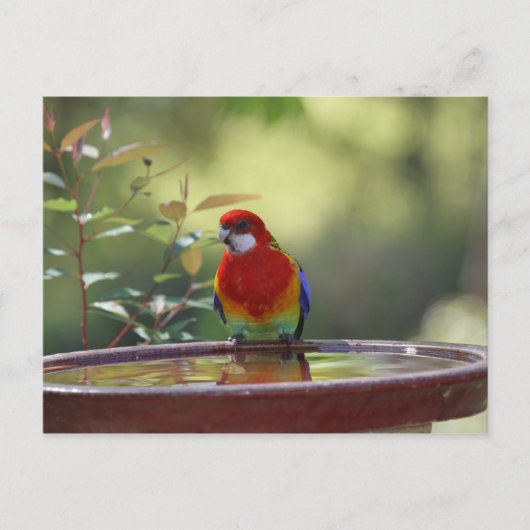 Eastern Rosella Australian Briefkaart (Voorkant)