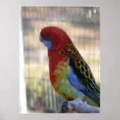 Eastern Rosella Parakeet Poster (Voorkant)