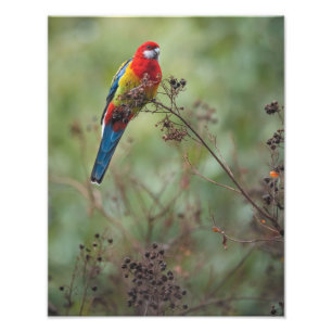 Eastern Rosella parrot - 11x14-inch fotoprint Foto Afdruk