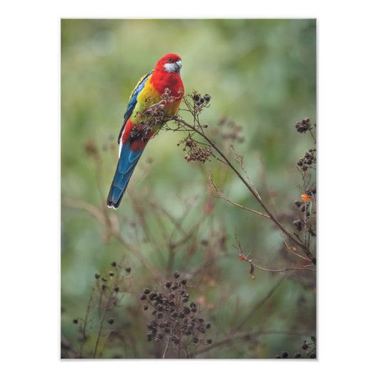 Eastern Rosella parrot - 12x16-inch fotoprint Foto Afdruk (Voorkant)