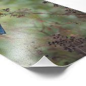Eastern Rosella parrot - 5x7-inch fotoprint Foto Afdruk (Hoek)