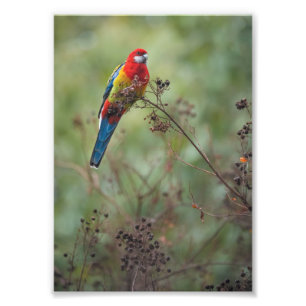 Eastern Rosella parrot - 5x7-inch fotoprint Foto Afdruk