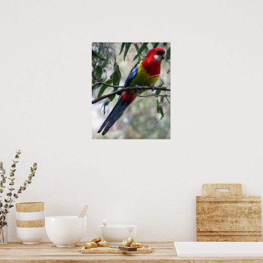 Eastern Rosella Poster (Keuken)