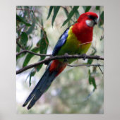 Eastern Rosella Poster (Voorkant)