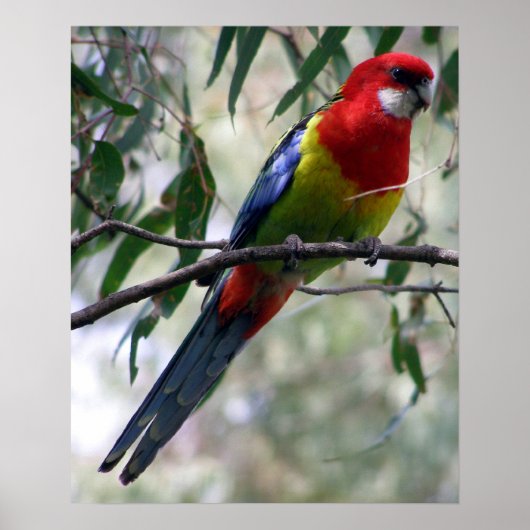 Eastern Rosella Poster (Voorkant)