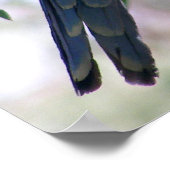 Eastern Rosella Poster (Hoek)