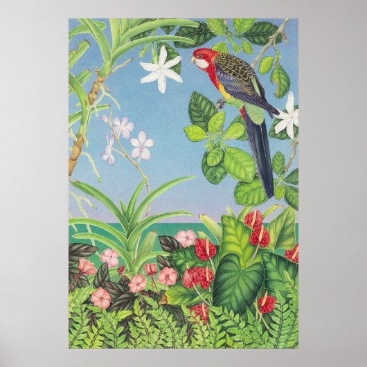 Eastern Rosella Poster (Voorkant)