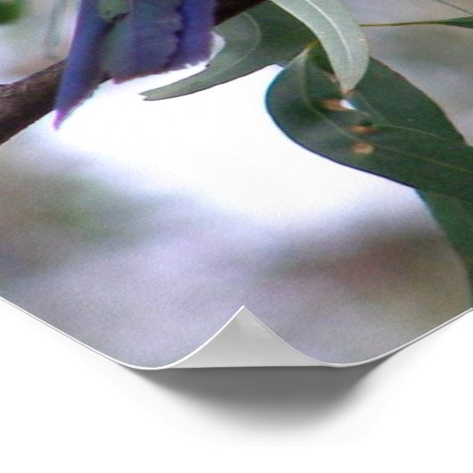 Eastern Rosella Poster (Hoek)