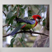 Eastern Rosella Poster (Voorkant)
