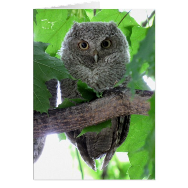 Eastern Screech Owl (Voorkant)