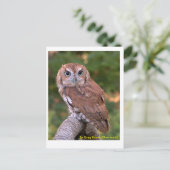 Eastern Screech Owl Briefkaart (Staand voorkant)