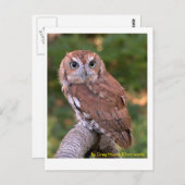 Eastern Screech Owl Briefkaart (Voorkant / Achterkant)
