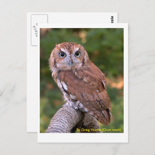 Eastern Screech Owl Briefkaart (Voorkant / Achterkant)