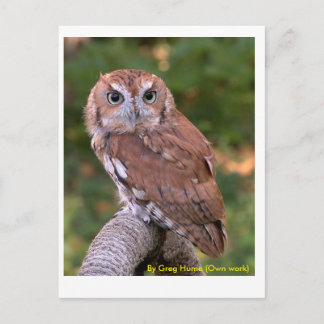 Eastern Screech Owl Briefkaart