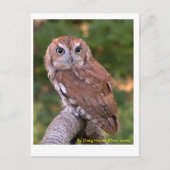 Eastern Screech Owl Briefkaart (Voorkant)