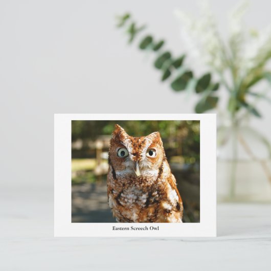 Eastern Screech Owl Briefkaart (Staand voorkant)