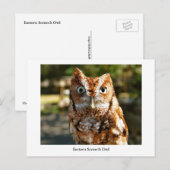 Eastern Screech Owl Briefkaart (Voorkant / Achterkant)