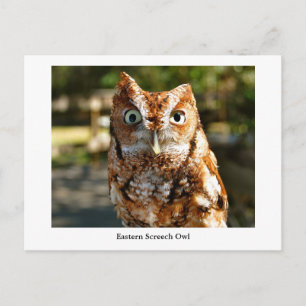 Eastern Screech Owl Briefkaart