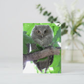 Eastern Screech Owl Briefkaart (Staand voorkant)