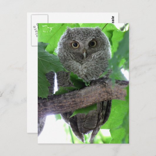 Eastern Screech Owl Briefkaart (Voorkant / Achterkant)
