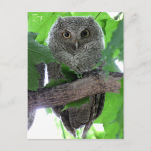 Eastern Screech Owl Briefkaart