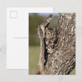 Eastern Screech Owl Briefkaart (Voorkant / Achterkant)