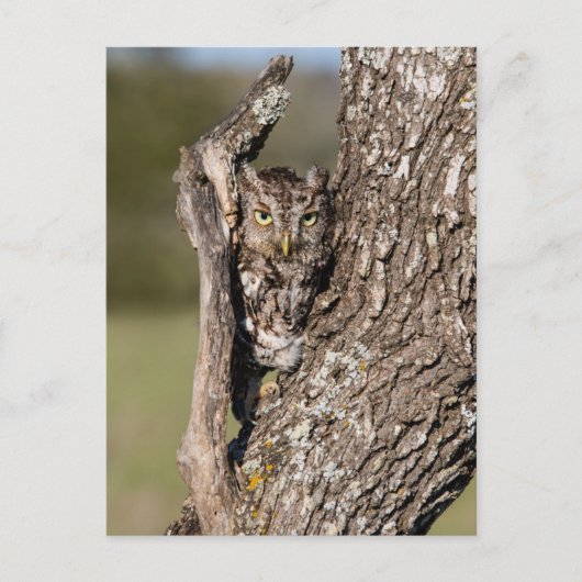 Eastern Screech Owl Briefkaart (Voorkant)