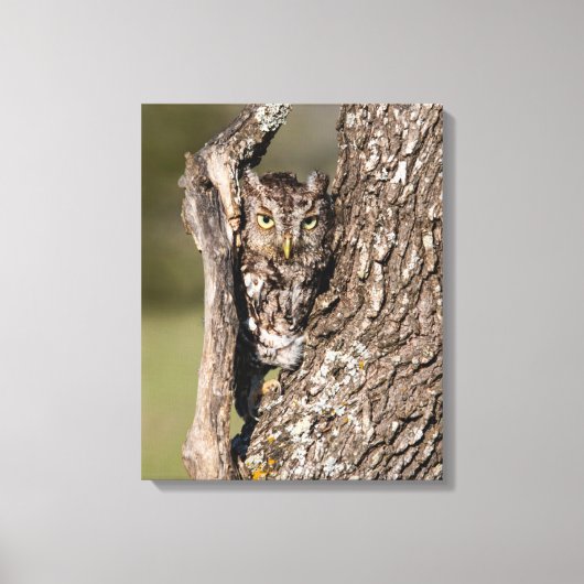 Eastern Screech Owl Canvas Afdruk (Voorkant)