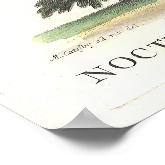 Eastern Screech Owl Catesby Seligman Reproduction Poster (Hoek)