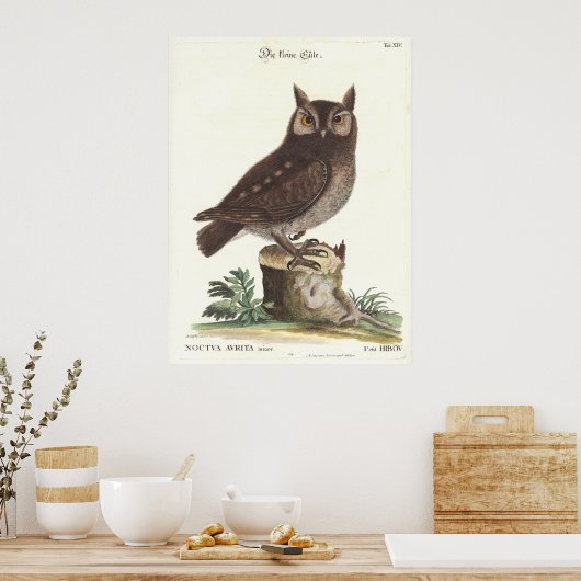 Eastern Screech Owl Catesby Seligman Reproduction Poster (Keuken)