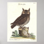 Eastern Screech Owl Catesby Seligman Reproduction Poster (Voorkant)