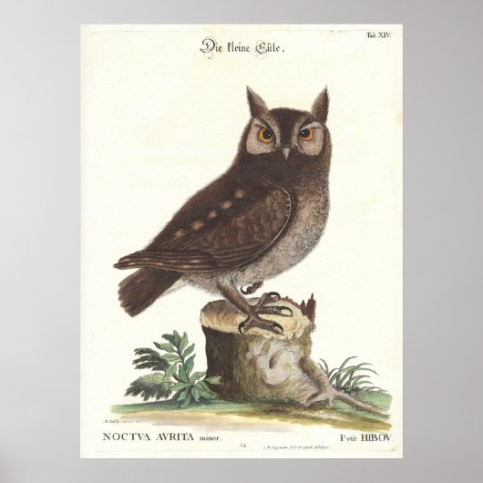 Eastern Screech Owl Catesby Seligman Reproduction Poster (Voorkant)