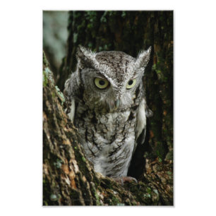 Eastern Screech Owl Fotovergroting Foto Afdruk