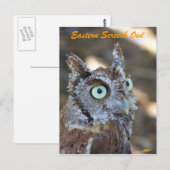Eastern Screech Owl II Briefkaart (Voorkant / Achterkant)