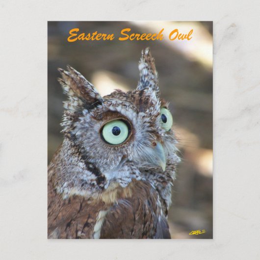 Eastern Screech Owl II Briefkaart (Voorkant)