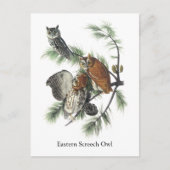 Eastern Screech Owl, John Audubon Briefkaart (Voorkant)