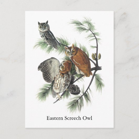 Eastern Screech Owl, John Audubon Briefkaart (Voorkant)